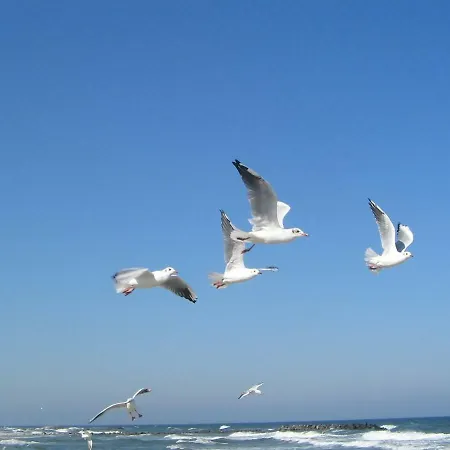 Sanatorium Uzdrowiskowe Lech 度假村 3*